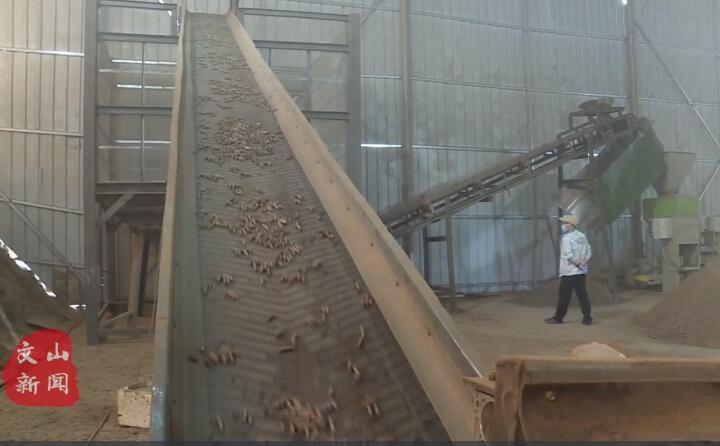 在廣南縣那灑鎮(zhèn)生物質顆粒燃料加工廠，粉碎機、輸送帶、木屑造粒機呈流水線作業(yè)，將桔桿、枯木等可燃材料加工成顆粒狀成品對外出售.jpg